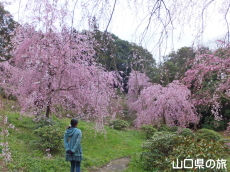 南原寺のしだれ桜