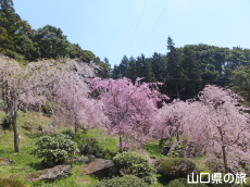 南原寺のしだれ桜