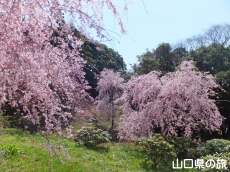 南原寺のしだれ桜