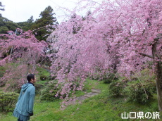 南原寺のしだれ桜
