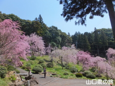 南原寺のしだれ桜