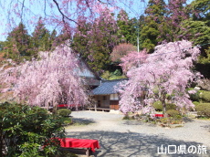 南原寺のしだれ桜