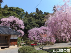 南原寺のしだれ桜