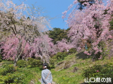 南原寺のしだれ桜