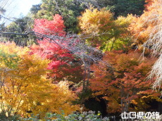 南原寺の紅葉