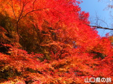 南原寺の紅葉