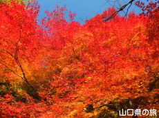南原寺の紅葉