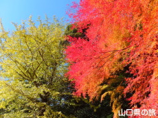 南原寺の紅葉