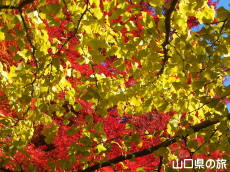 南原寺の紅葉