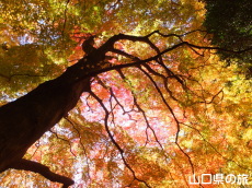 南原寺の紅葉