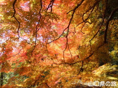 南原寺の紅葉
