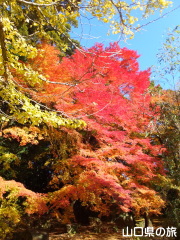 南原寺の紅葉