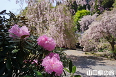 南原寺のしゃくなげ