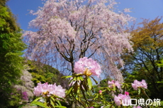 南原寺のしゃくなげ