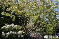 �쌴���̃E�R���U�N��