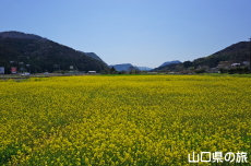 ���I�s�����̍؂̉Ԕ�