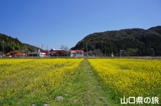 �����̍؂̉Ԕ�