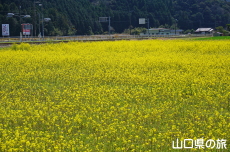 �����̍؂̉Ԕ�