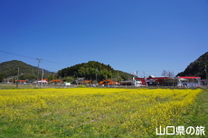 �����̍؂̉Ԕ�