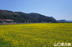 �����̍؂̉Ԕ�