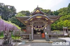 �������{�̔q�a