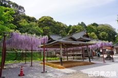 �������{�̓��I