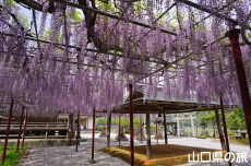 �������{�̓��I