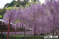 �������{�̓��I