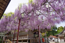 �������{�̓��I