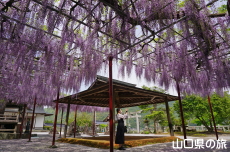 �������{�̓��I