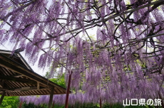 �������{�̓��I