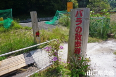 �o���̎U����