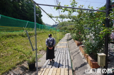 �o���̎U����