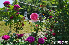 �o���̎U����