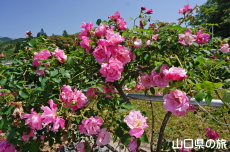 �o���̎U����