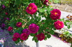 �o���̎U����