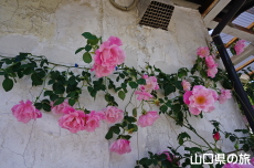 �\�m�_�R�[�q�[