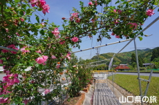 �o���̎U����