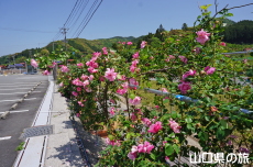 �o���̎U����