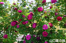 �o���̎U����