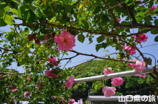 �o���̎U����