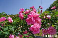 �ۂ�ۂ��̗��̃o���̎U����