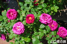 �ۂ�ۂ��̗��̃o���̎U����