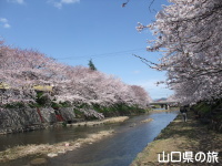 厚狭川河畔の桜並木