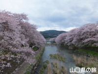 厚狭川河畔の桜並木