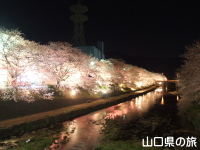 厚狭川河畔の桜並木ライトアップ