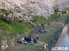 ������͔Ȃ̍�����