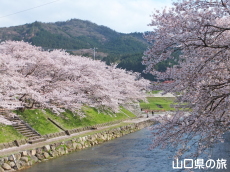 ������͔Ȃ̍�����