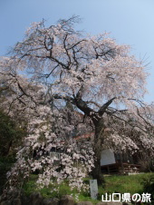 西円寺のしだれ桜
