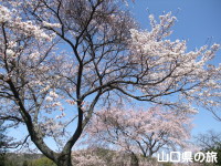 西円寺のしだれ桜